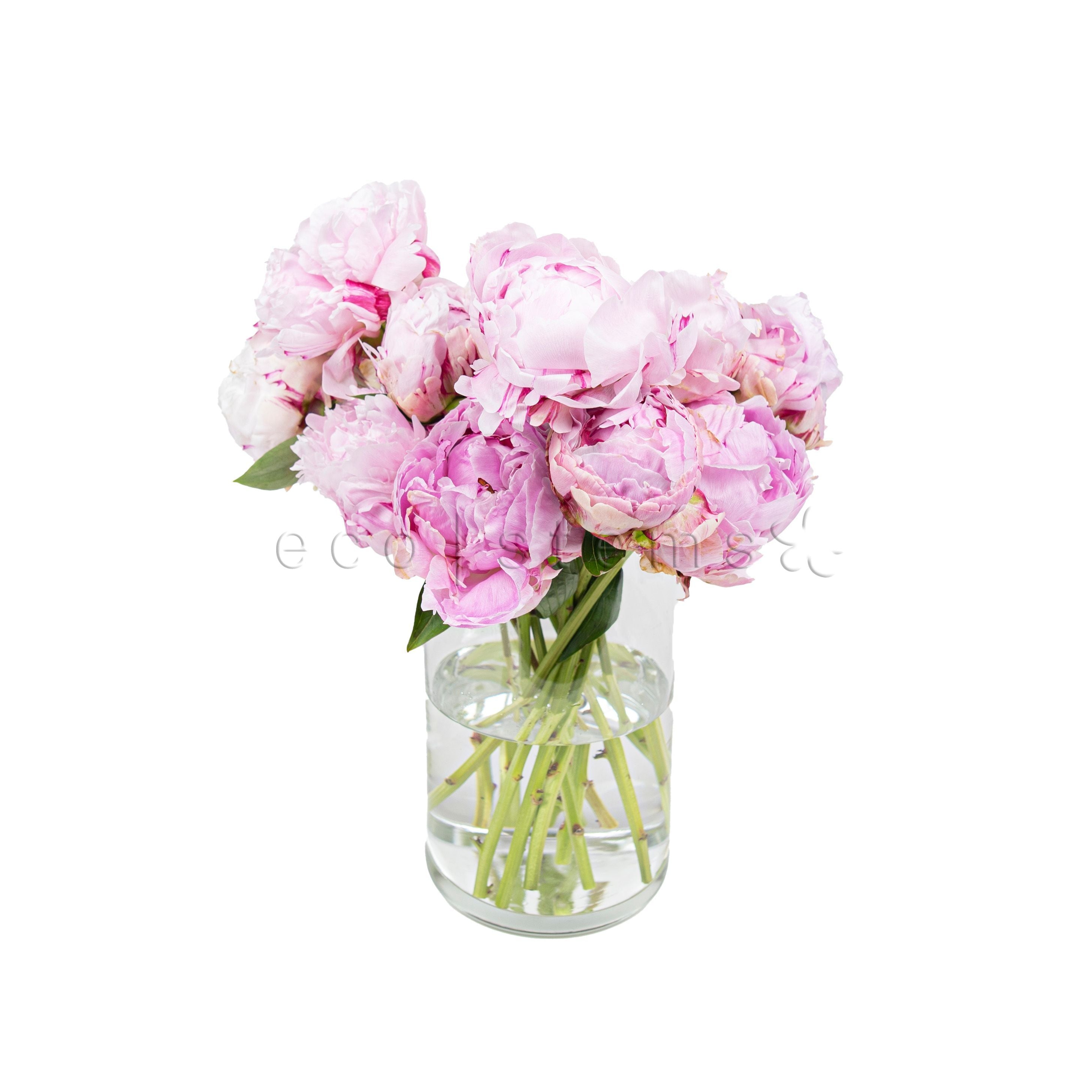 Peonies Fresh Flowers Vase Fresh Flowers Arrangement Toronto Ontario Delivery