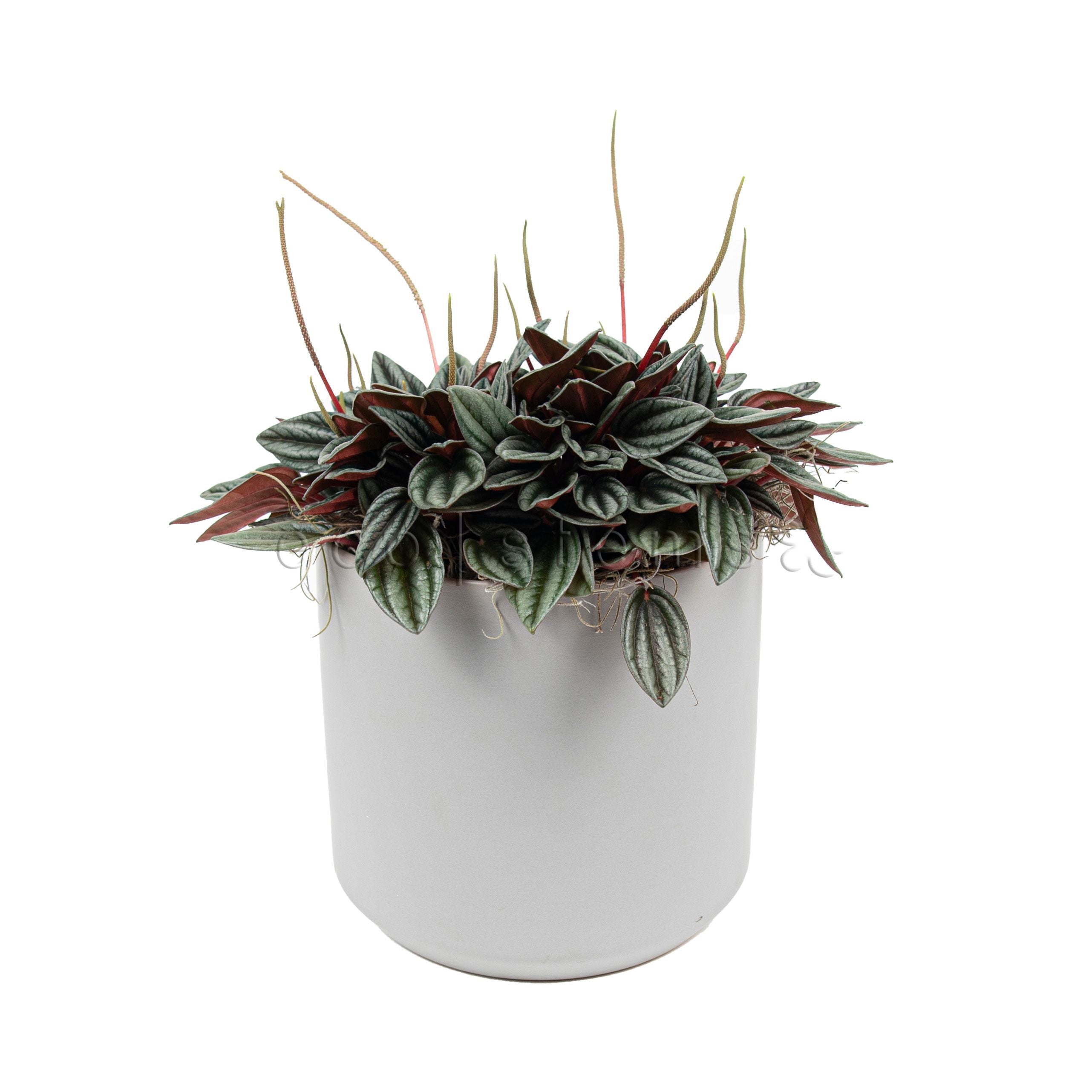 Peperomia Rosso Potted Indoor Plant Toronto Ontario Delivery