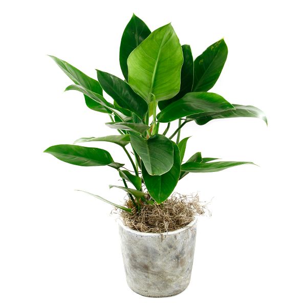 Imperial Green Philodendron Potted Indoor Houseplant Toronto Ontario Delivery