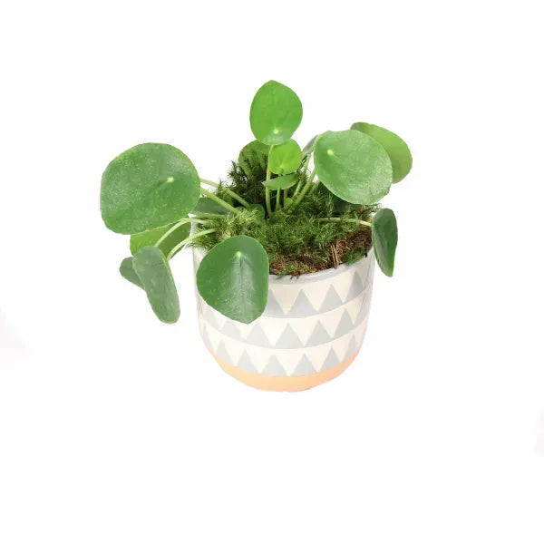 Chinese Money Potted Indoor Houseplant Toronto Ontario Delivery