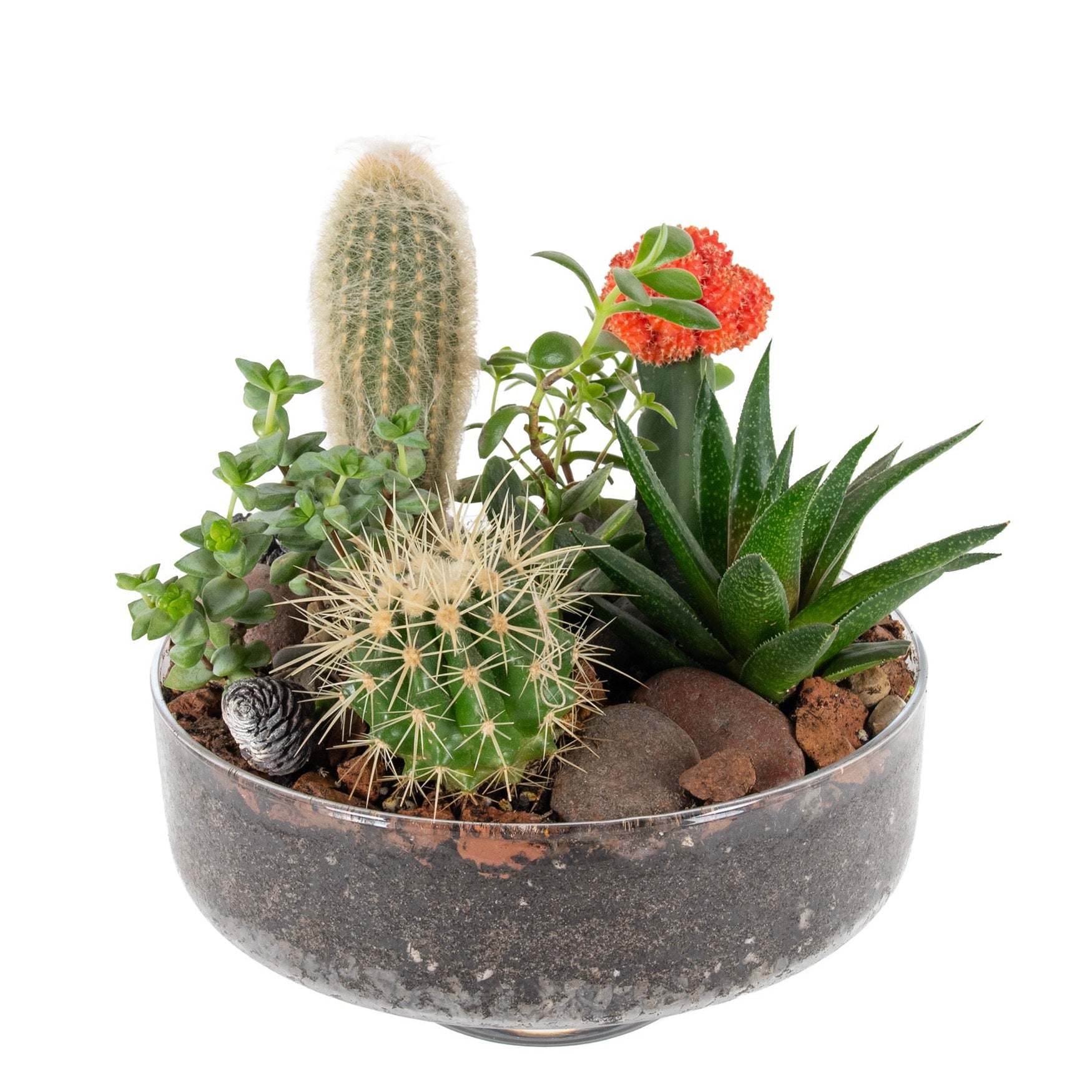 Pillar Desert Glass Terrarium