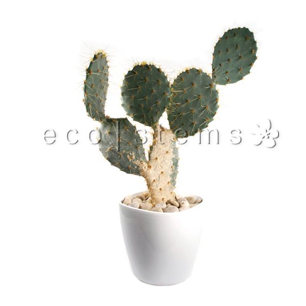 Prickly Pear Cactus Potted Indoor Houseplant Toronto Ontario Delivery