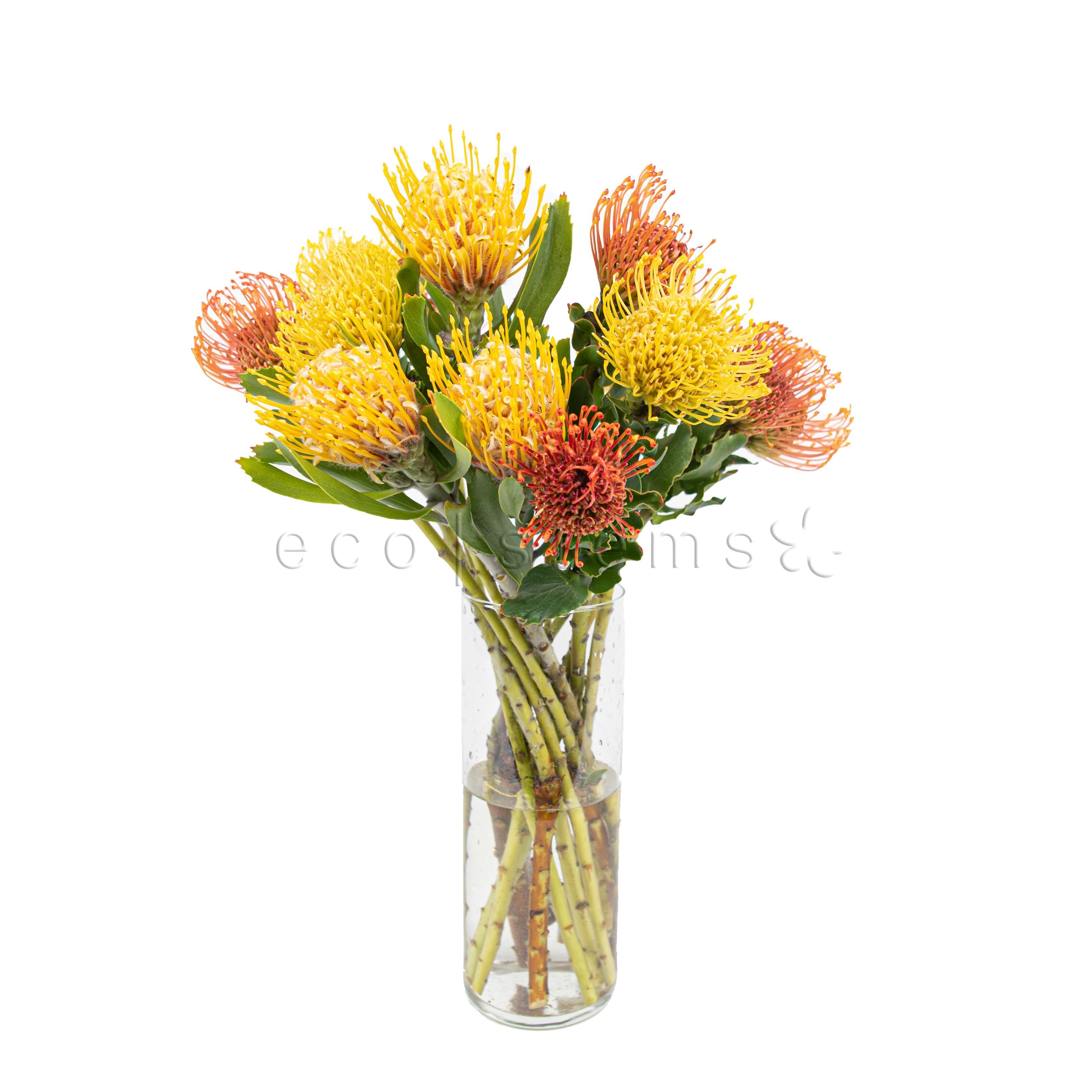 Pincushion Protea Fresh Flowers Arrangement Toronto Ontario Delivery