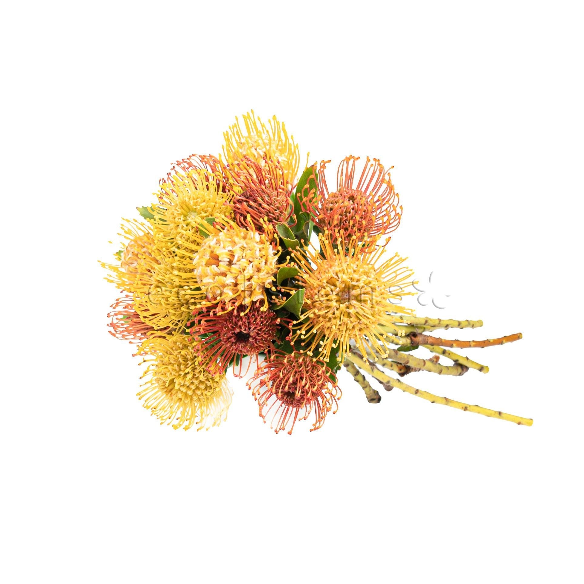 Pincushion Protea Fresh Flowers -Bouquets & Vase Arrangements