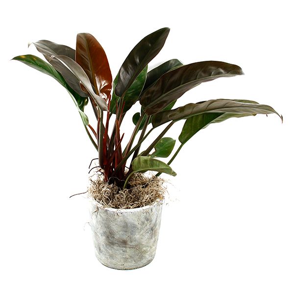 Imperial Red Philodenrdron Potted Indoor Houseplant Toronto Ontario Delivery