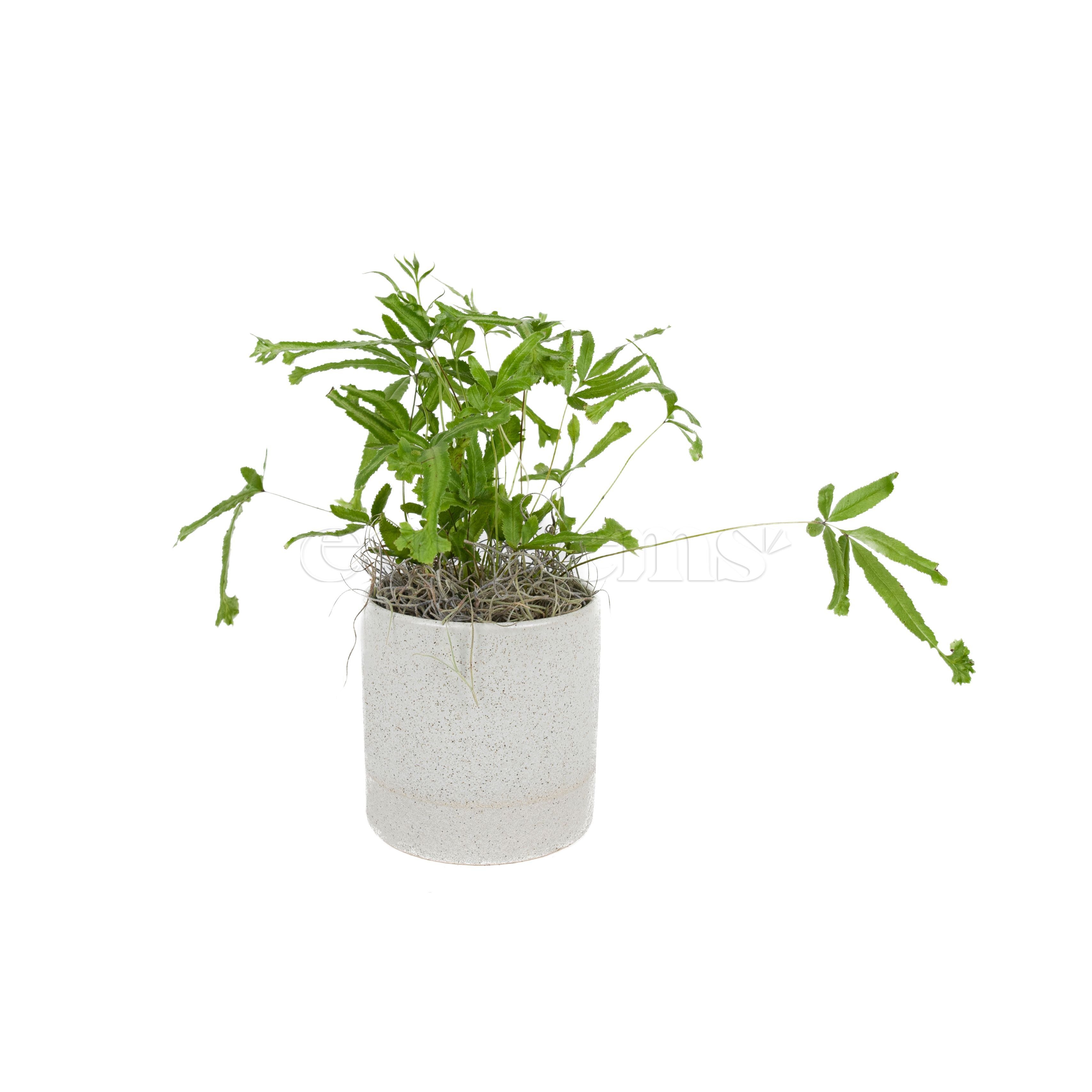 Ribbon Fern Potted Indoor Houseplant Toronto Ontario Delivery
