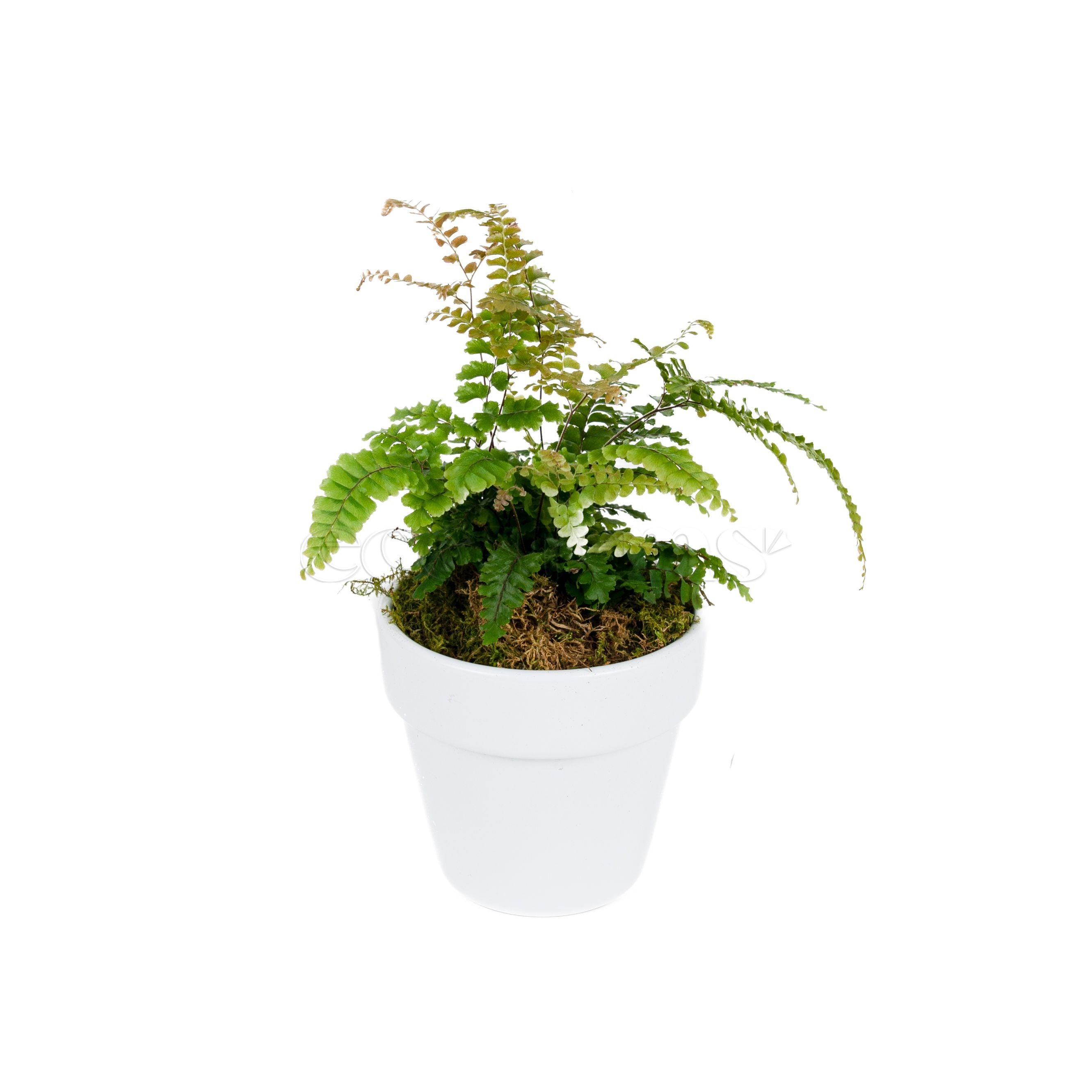 Ruby Maidenhair Fern Potted Indoor Plant Toronto Ontario Delivery