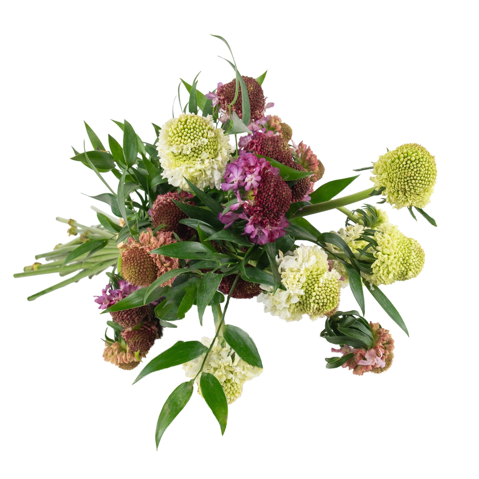 Scabiosa Fresh Flowers - Bouquets & Vase Arrangements