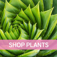 household plant delivery Toronto Ontario