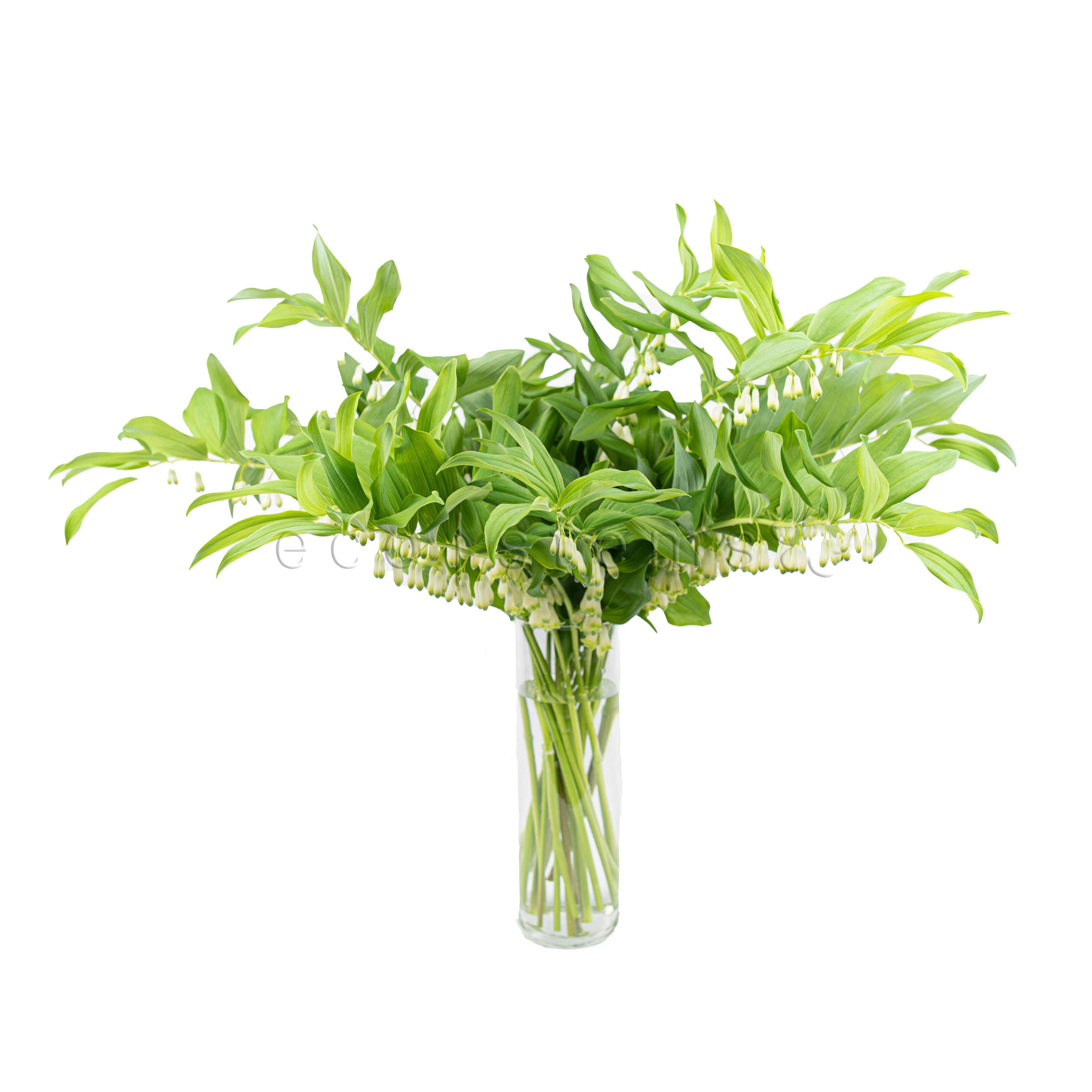 Solomon's Seal Fresh Flowers Arrangement Toronto Ontario Delivery