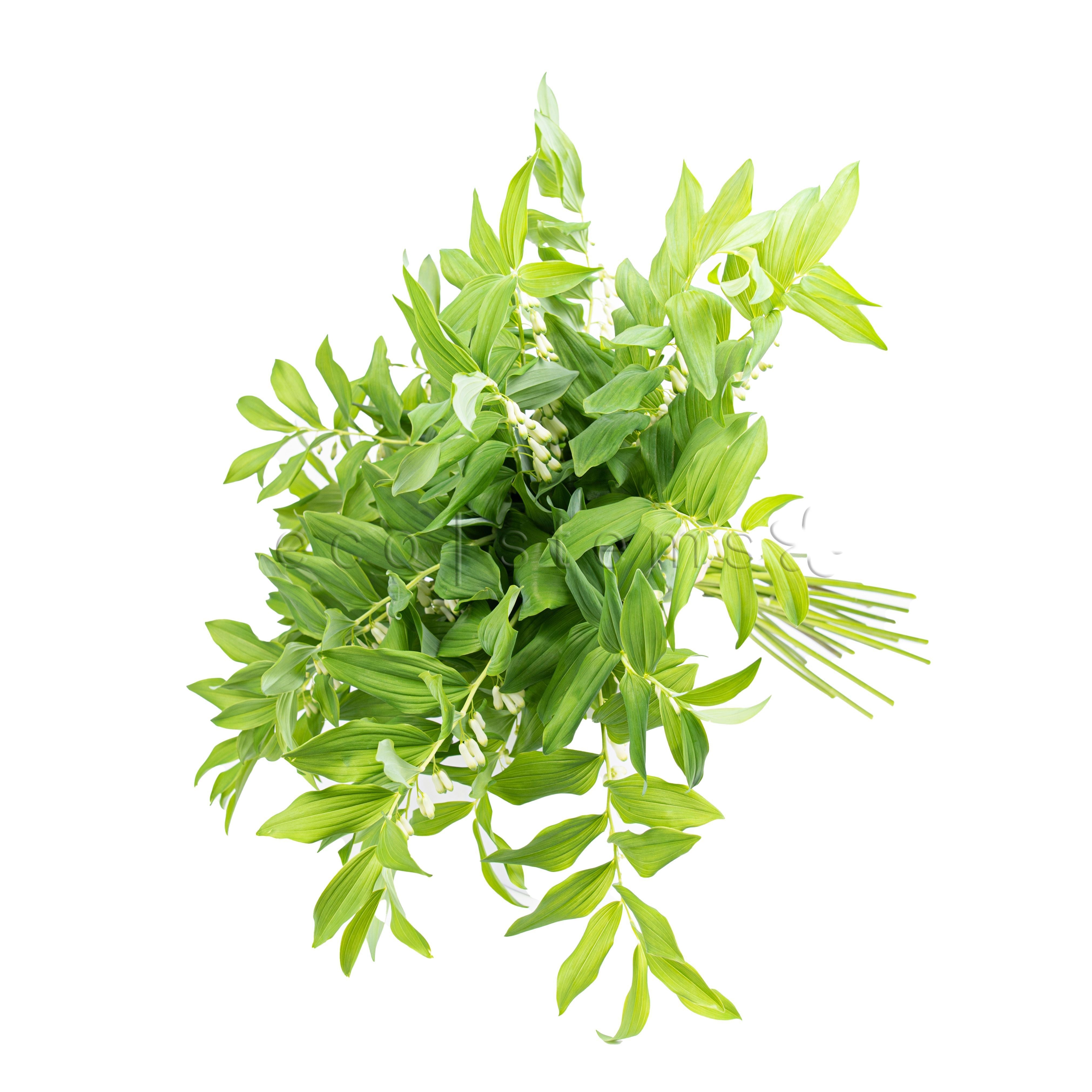 Solomon's Seal Fresh Flowers -Bouquets & Vase Arrangements