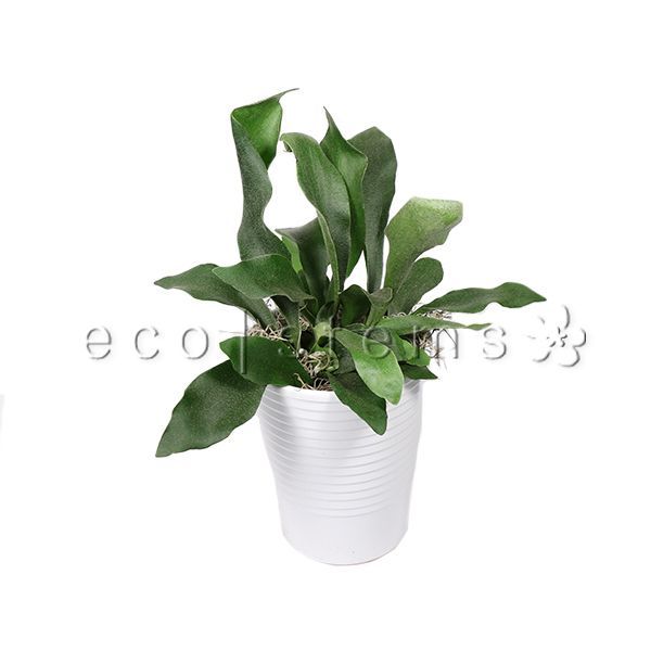 Staghorn Fern Potted Indoor Houseplant Toronto Ontario Delivery