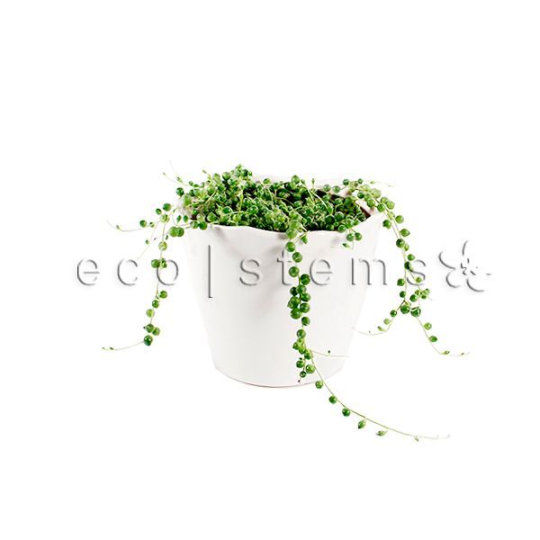 String of Pearls Potted Indoor Houseplant Toronto Ontario Delivery