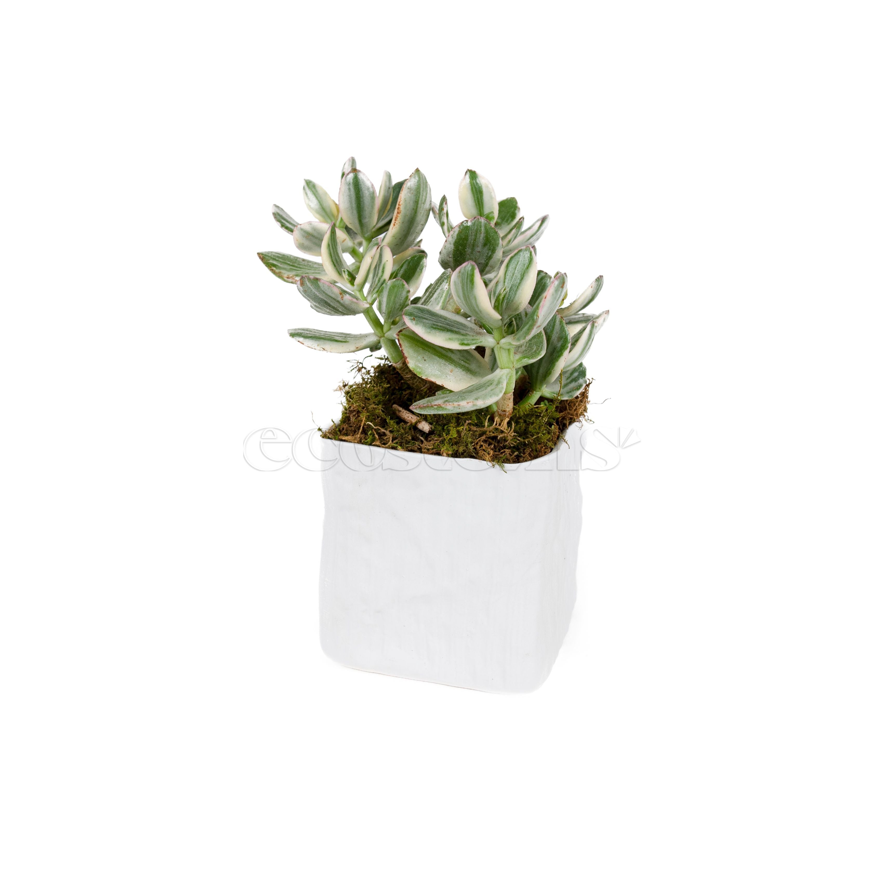 Variegated Jade Plant Potted Toronto Ontario Delivery