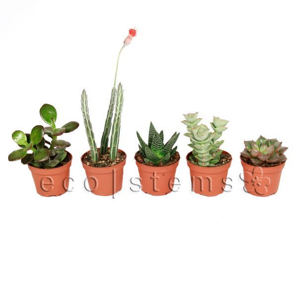 Assorted Cacti and Succulents Potted Plants Toronto Ontario Delivery