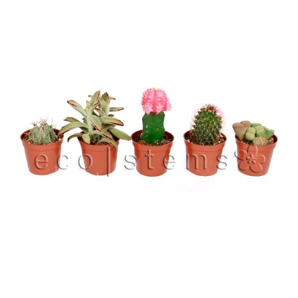 Assorted Cacti and Succulents Potted Plants Toronto Ontario Delivery