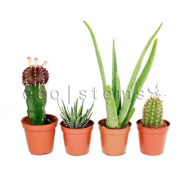 Assorted Cacti and Succulents Potted Plants Toronto Ontario Delivery