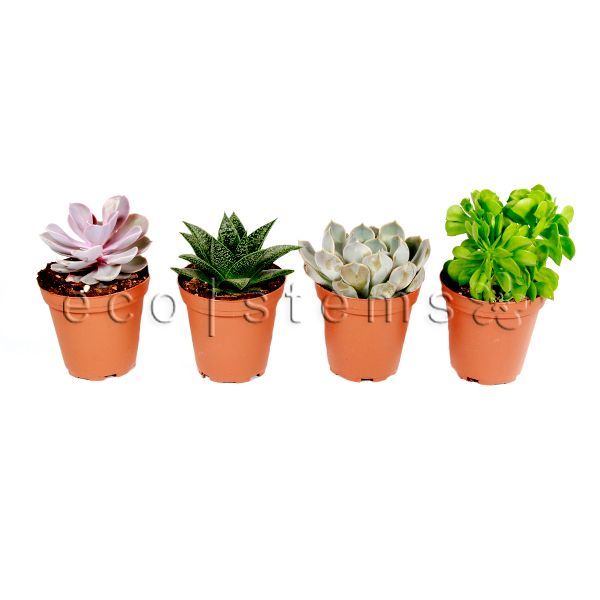 Assorted Cacti and Succulents Potted Plants Toronto Ontario Delivery