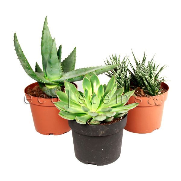 Assorted Cacti and Succulents Potted Plants Toronto Ontario Delivery
