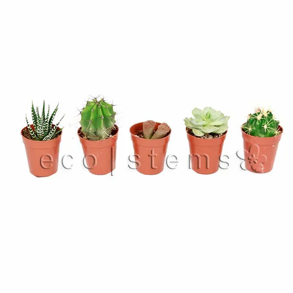 Assorted Cacti and Succulents Potted Plants Toronto Ontario Delivery