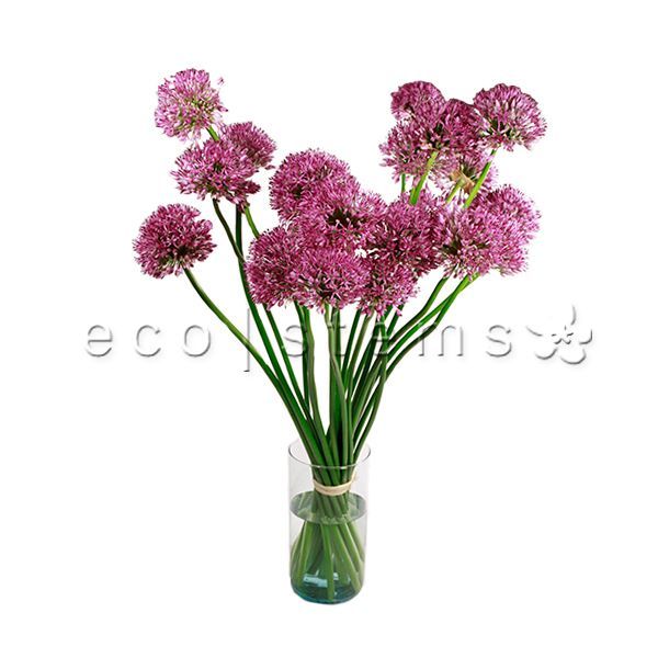 Allium Fresh Flowers Arrangement Toronto Ontario Delivery