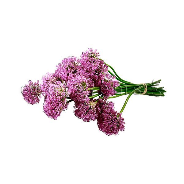 Allium Fresh Flowers -Bouquets & Vase Arrangements