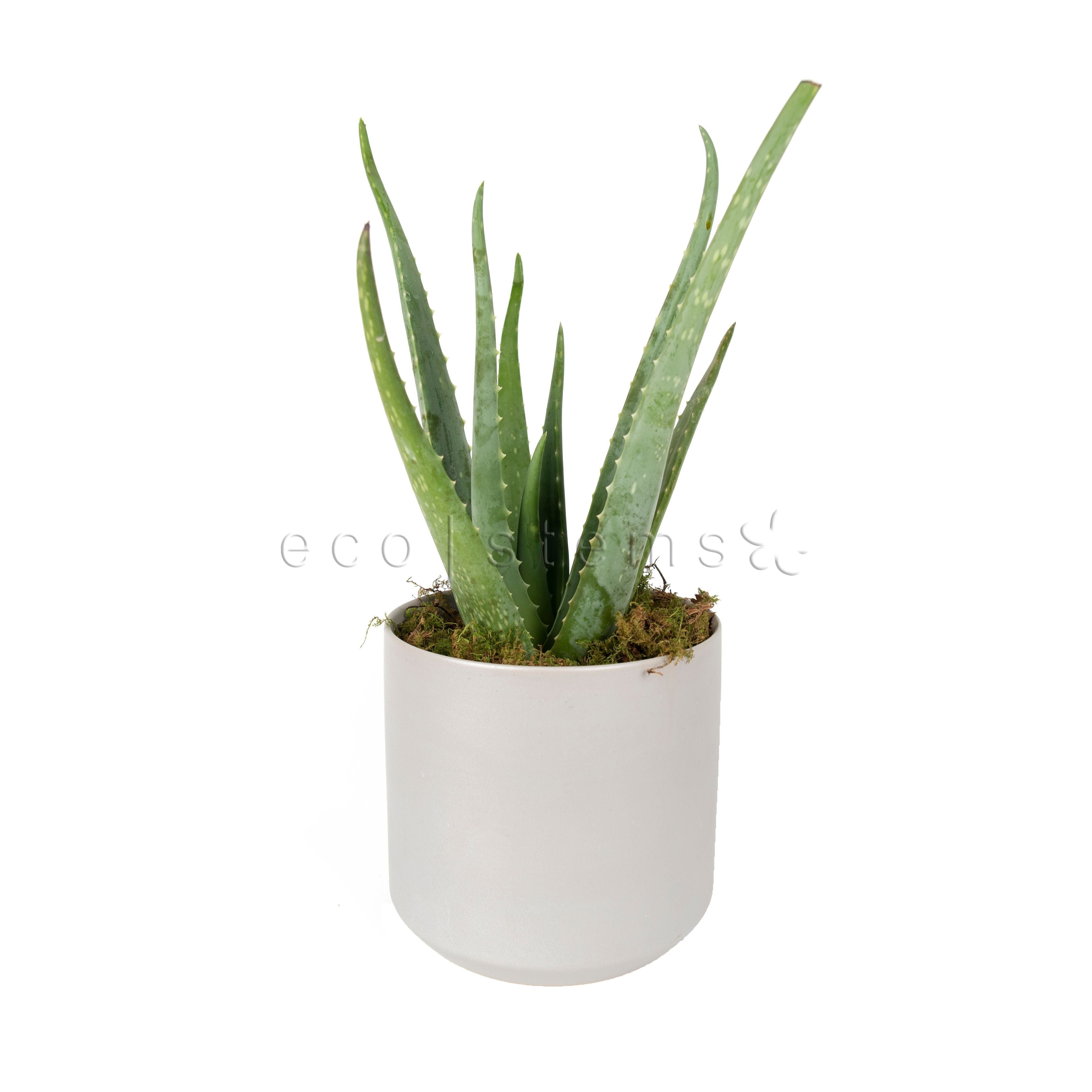 Aloe Vera Potted Indoor Plant Toronto Ontario Delivery