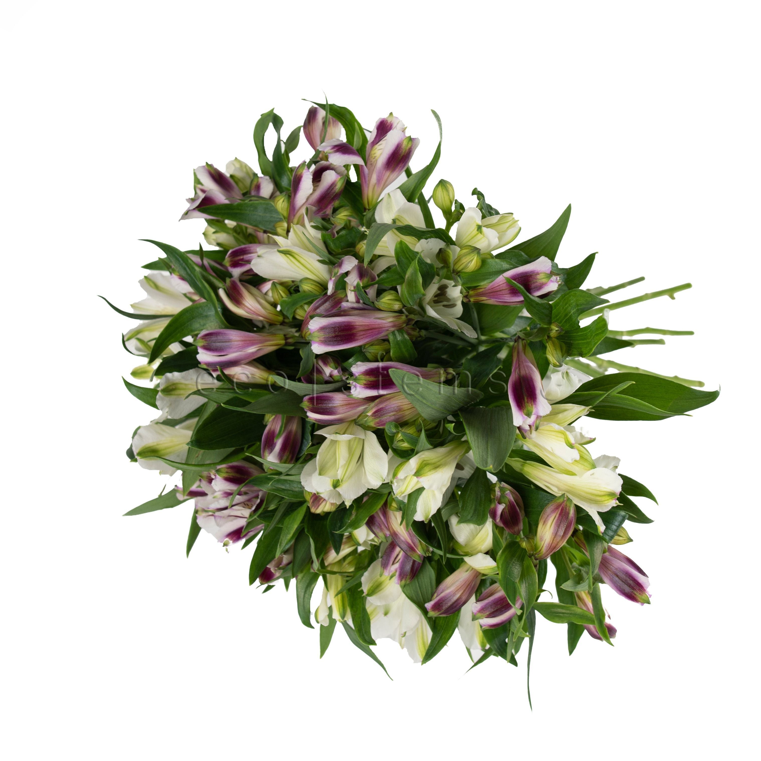Alstroemeria Fresh Flowers -Bouquets & Vase Arrangements