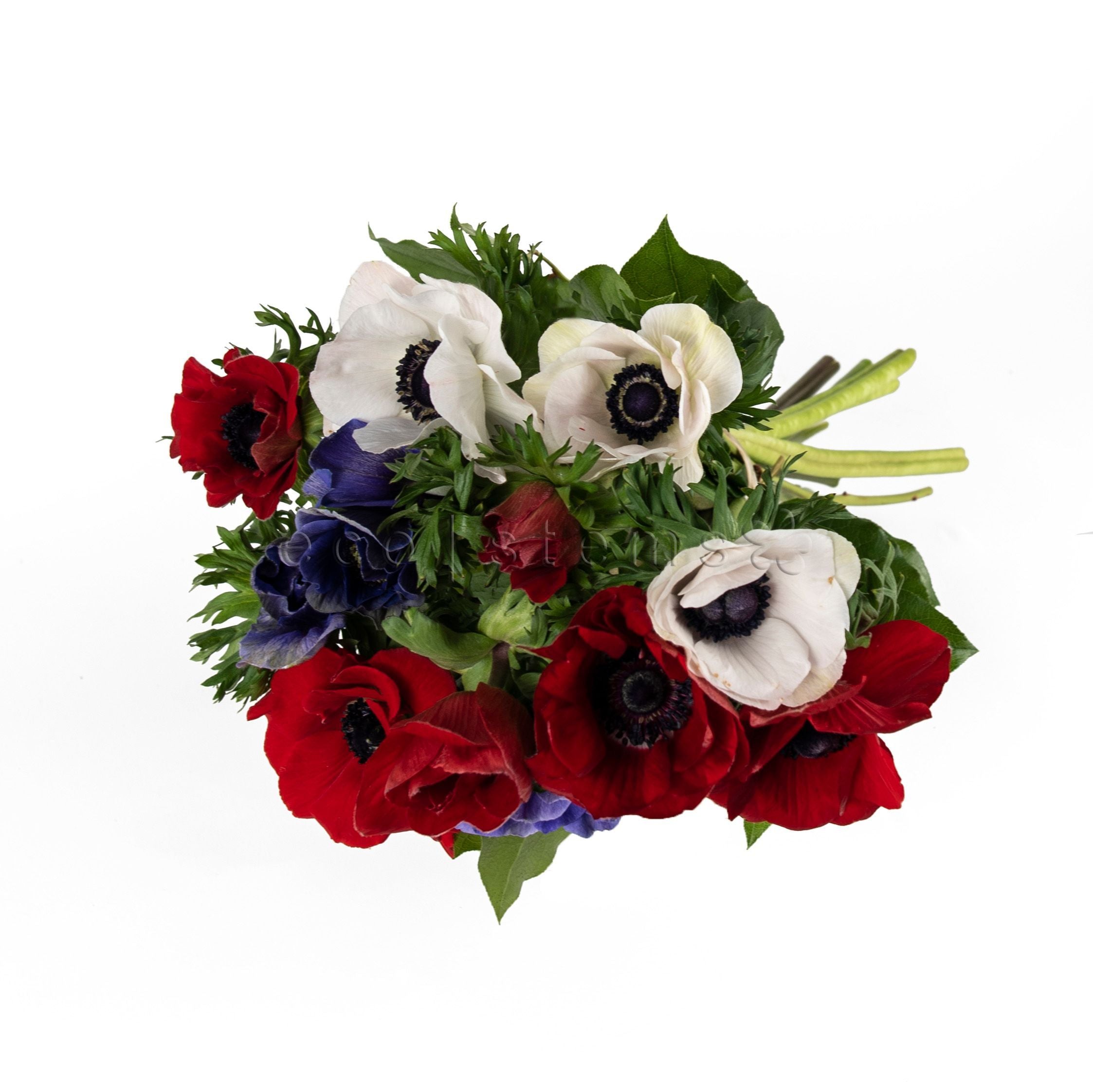 Anemones Fresh Flowers -Bouquets & Vase Arrangements