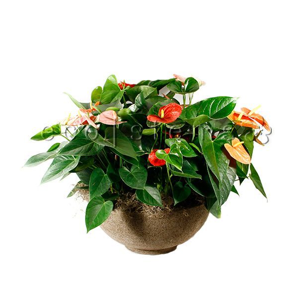 Anthurium Potted Indoor Plant Toronto Ontario Delivery