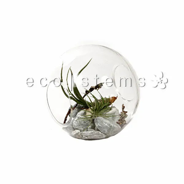 Astro Air Plant Terrarium Toronto Ontario Delivery