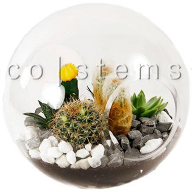 Astro Desert Glass Terrarium Toronto