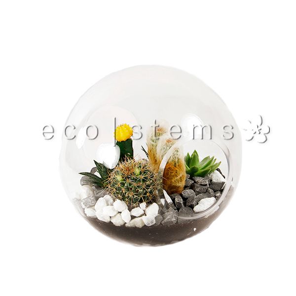 Astro Desert Glass Terrarium Toronto Ontario Delivery