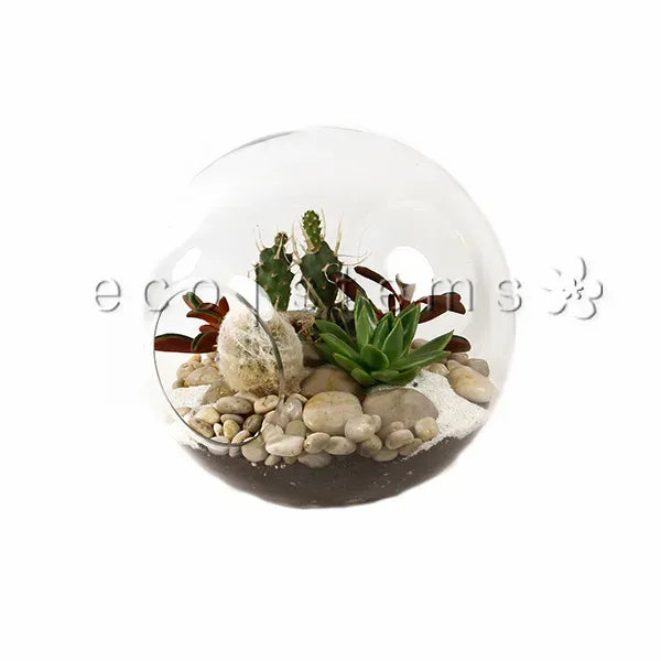 Astro Desert Glass Terrarium Toronto Ontario Delivery