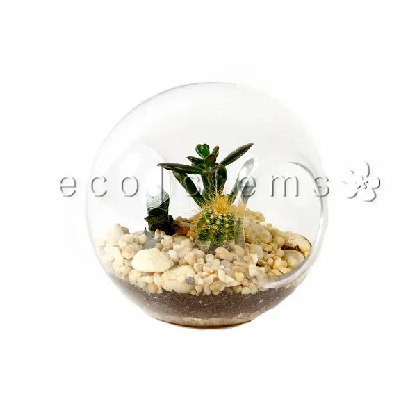 Astro Desert Glass Terrarium Toronto Ontario Delivery