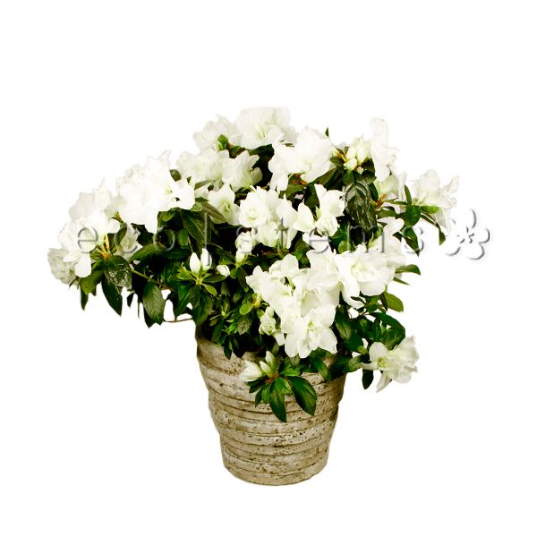 Azalea Potted Indoor Houseplant Toronto Ontario Delivery