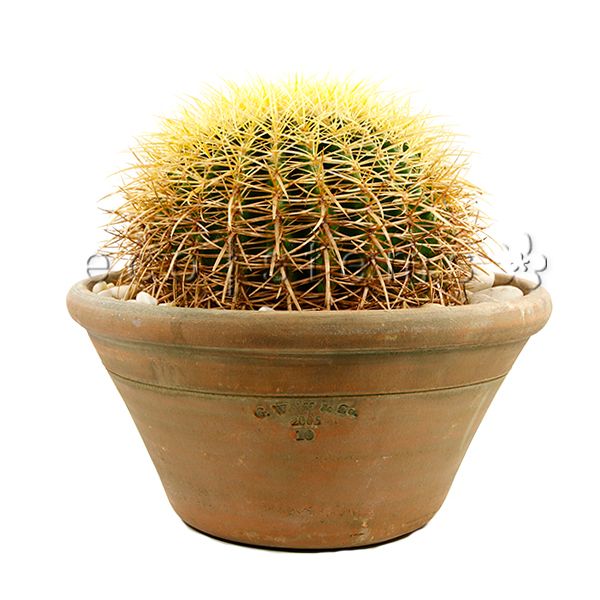 Barrel Cactus Potted Indoor Plant Toronto Ontario Delivery