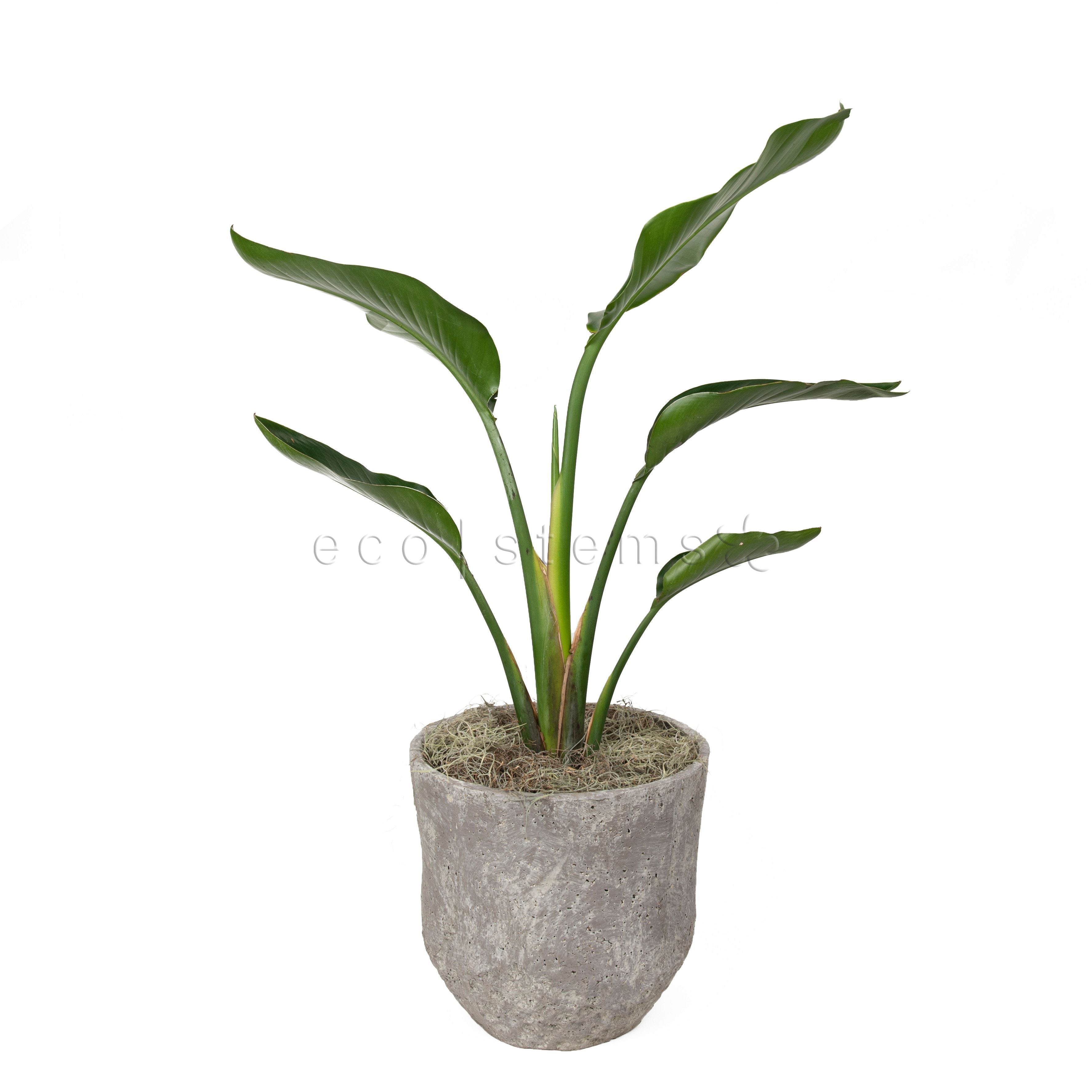 Bird of Paradise Potted Indoor Plant Toronto Ontario Delivery