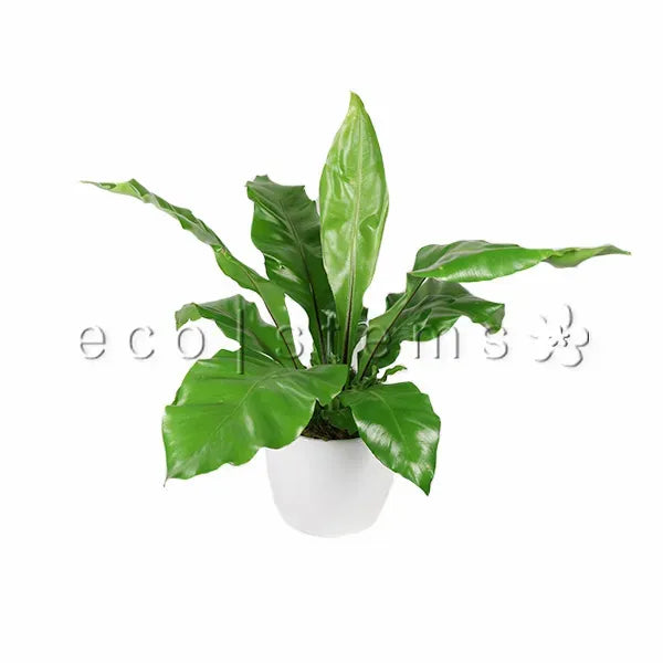 Bird's Nest Fern Potted Indoor Houseplant Toronto Ontario Delivery