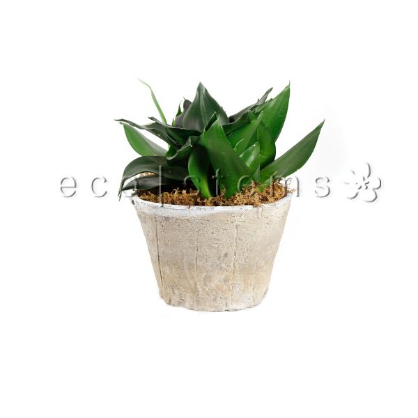 Bird's Nest Snake Plant Potted Toronto Ontario Delivery