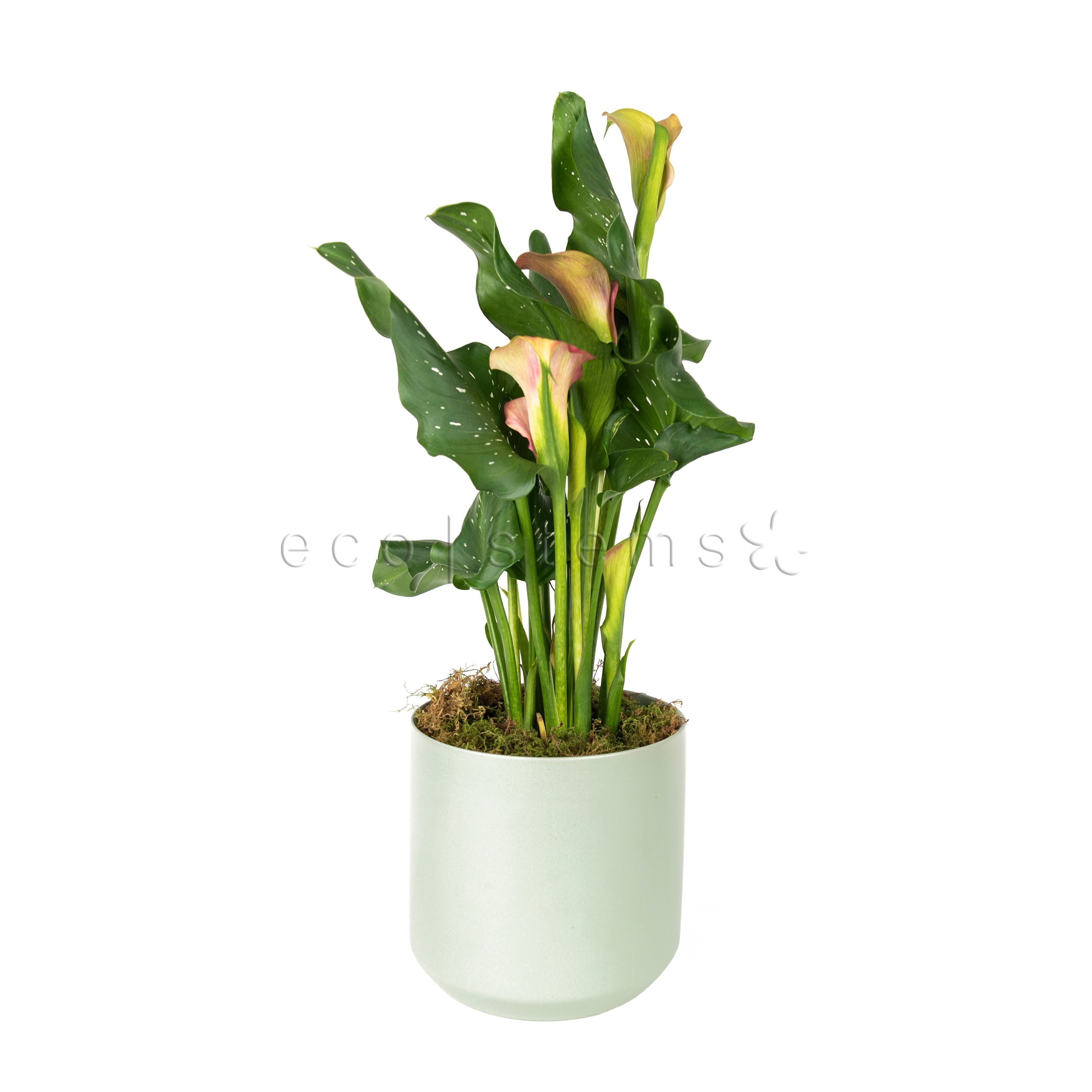 Calla Lily Potted Indoor Plant Toronto Ontario Delivery