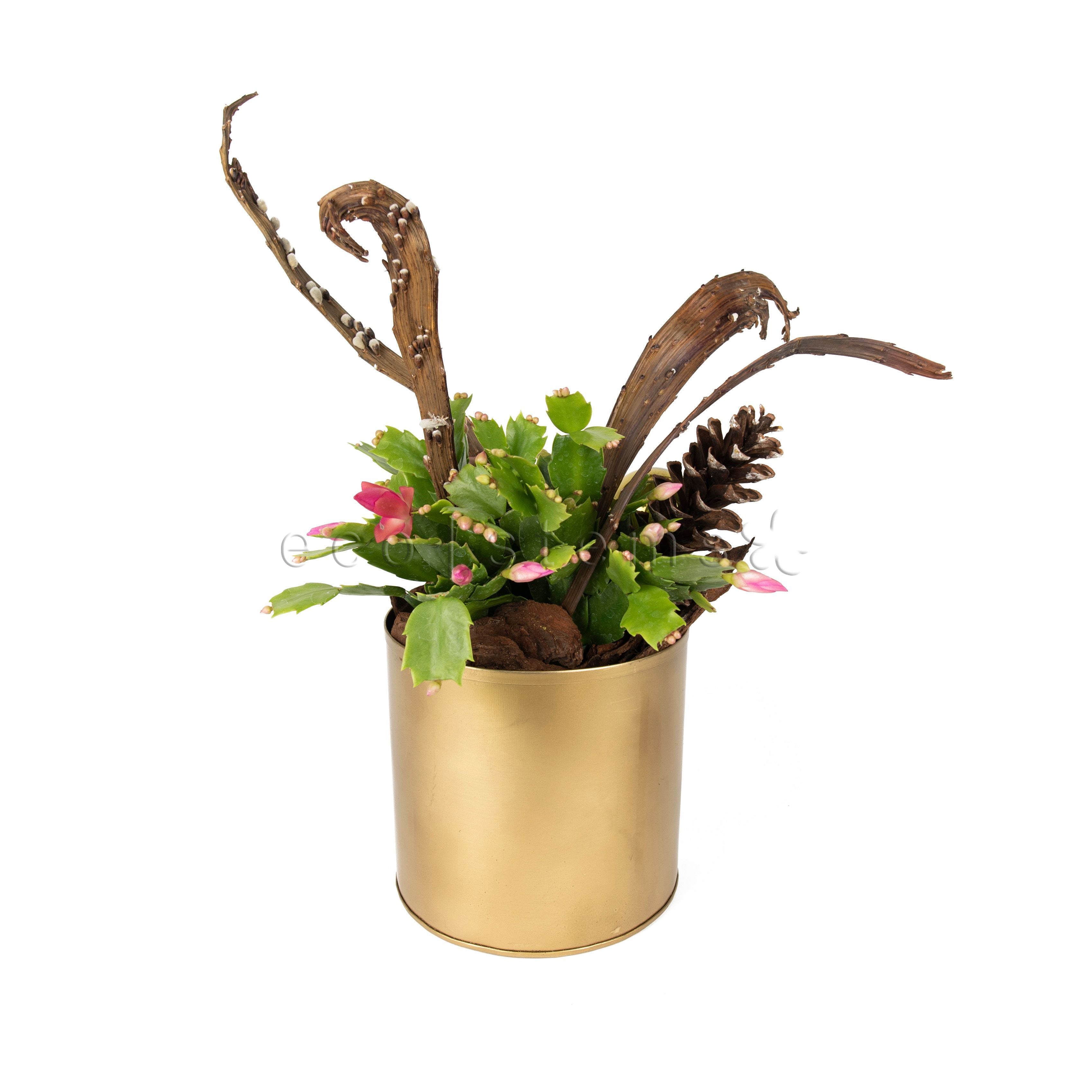Christmas Cactus Potted Indoor Houseplant Toronto Ontario Delivery