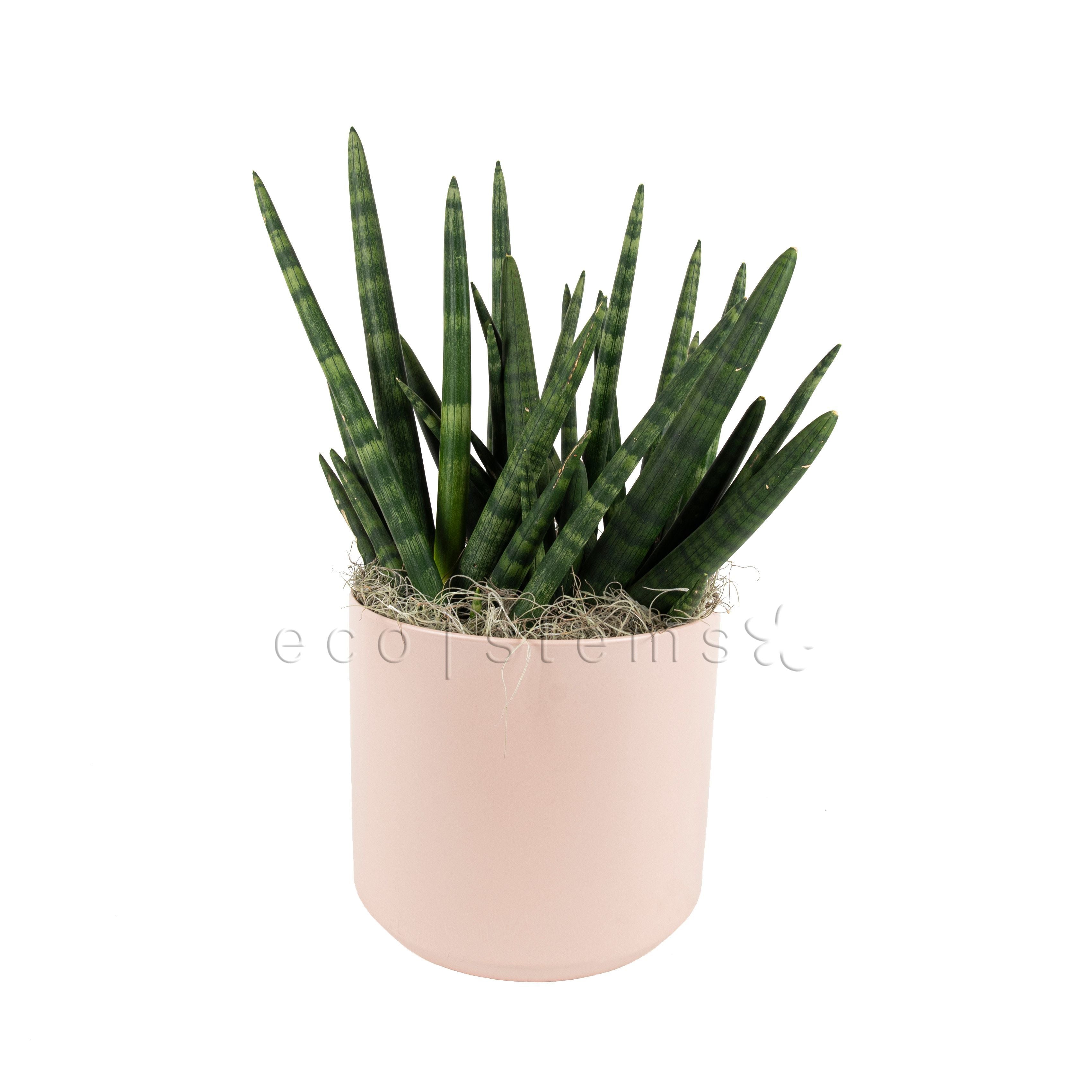 Boncel Snake Plant Potted Toronto Ontario Delivery