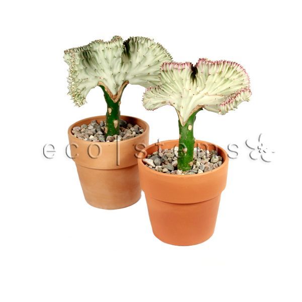 Grafted Coral Cactus Potted Indoor Houseplant Toronto Ontario Delivery