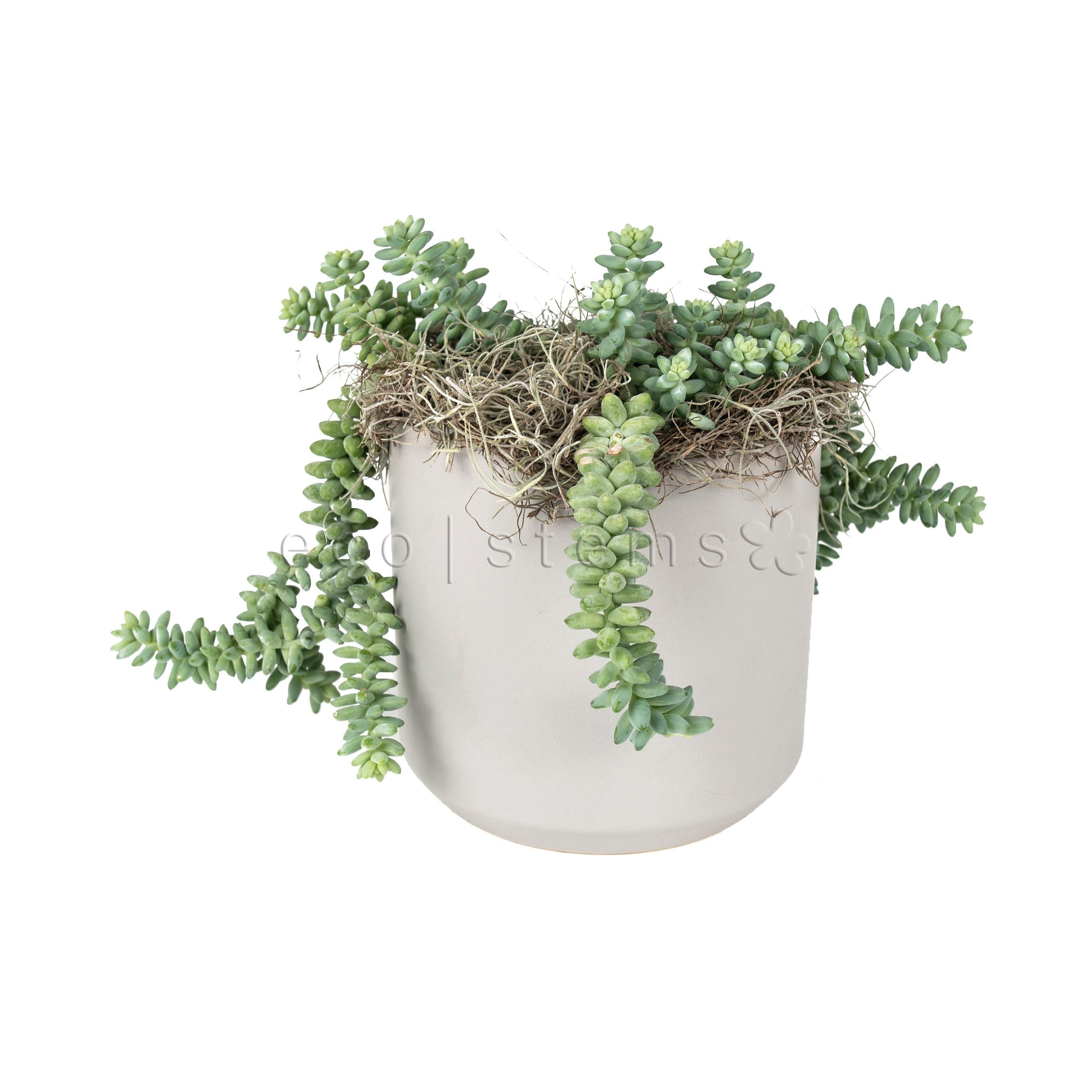 Burro's Tail Succulent Potted Indoor Plant Toronto Ontario Delivery
