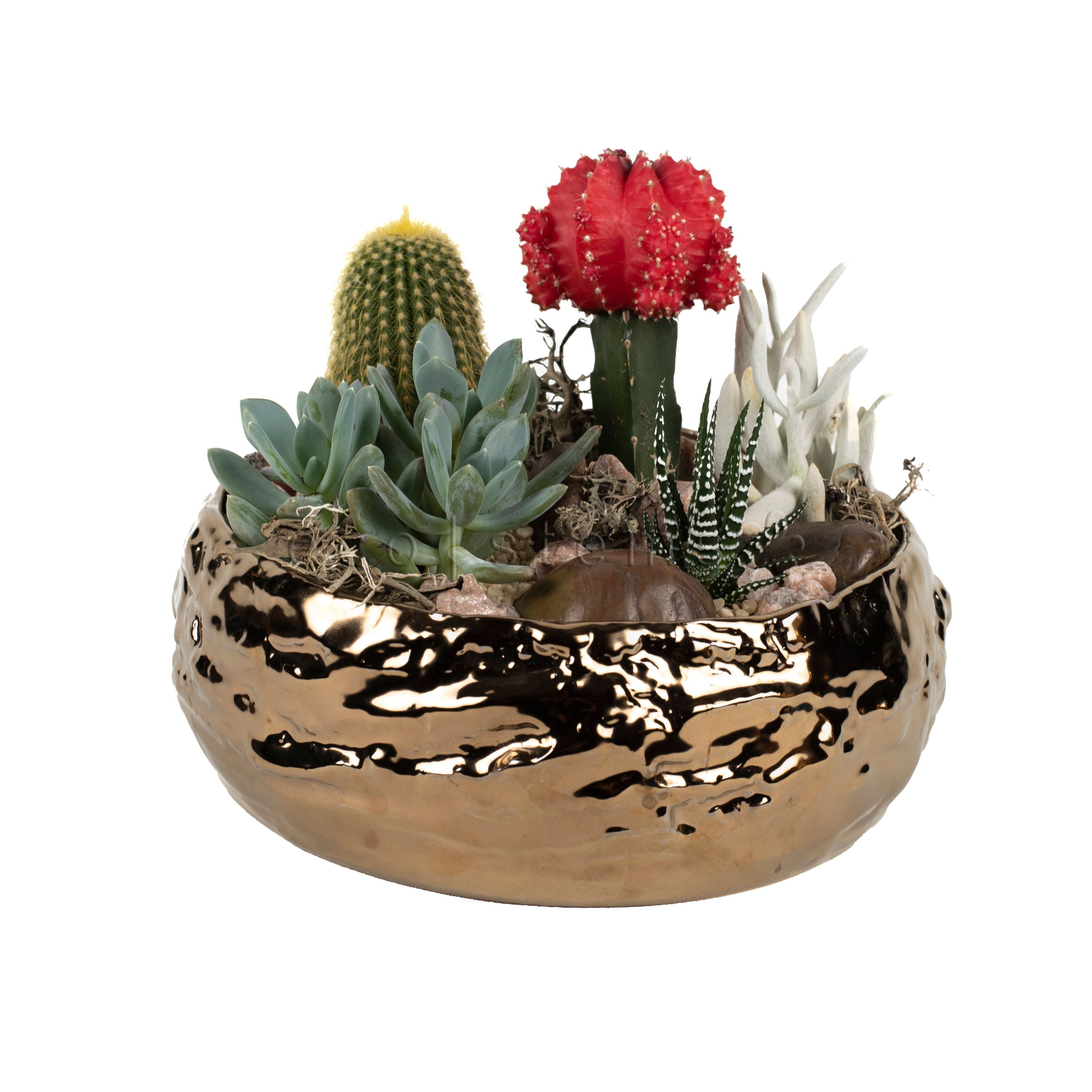 Cacti and Succulent Planter Toronto Ontario Delivery