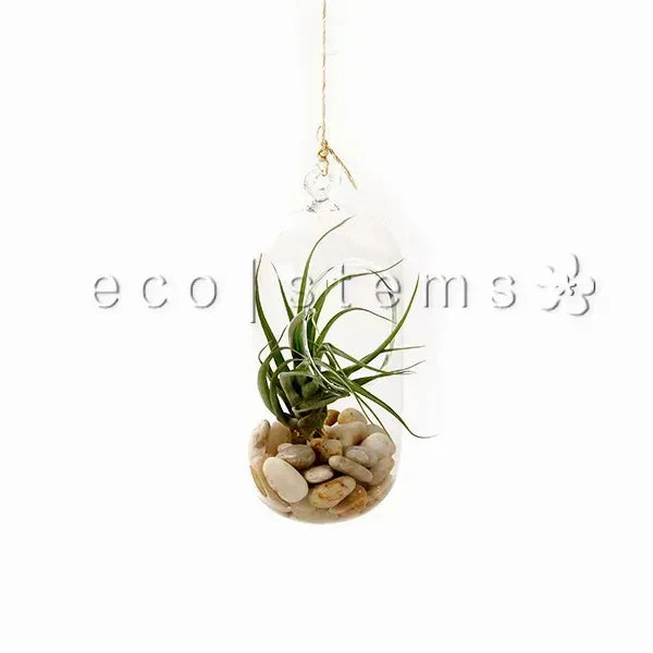 DIY Terrarium Workshop Toronto Ontario Toronto Ontario Delivery