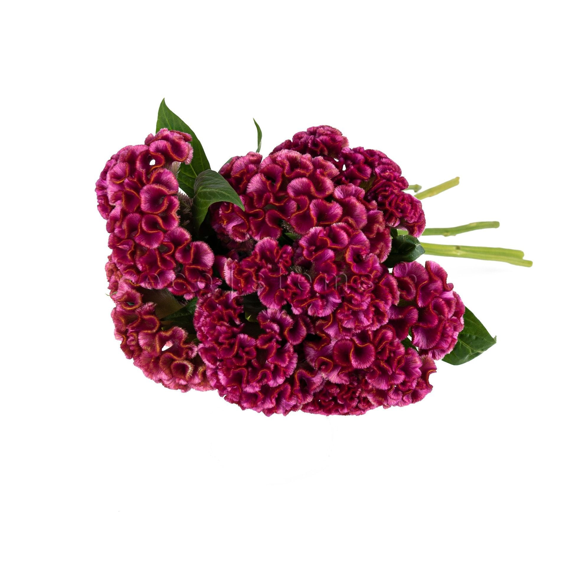 Celosia Fresh Flowers -Bouquets & Vase Arrangements