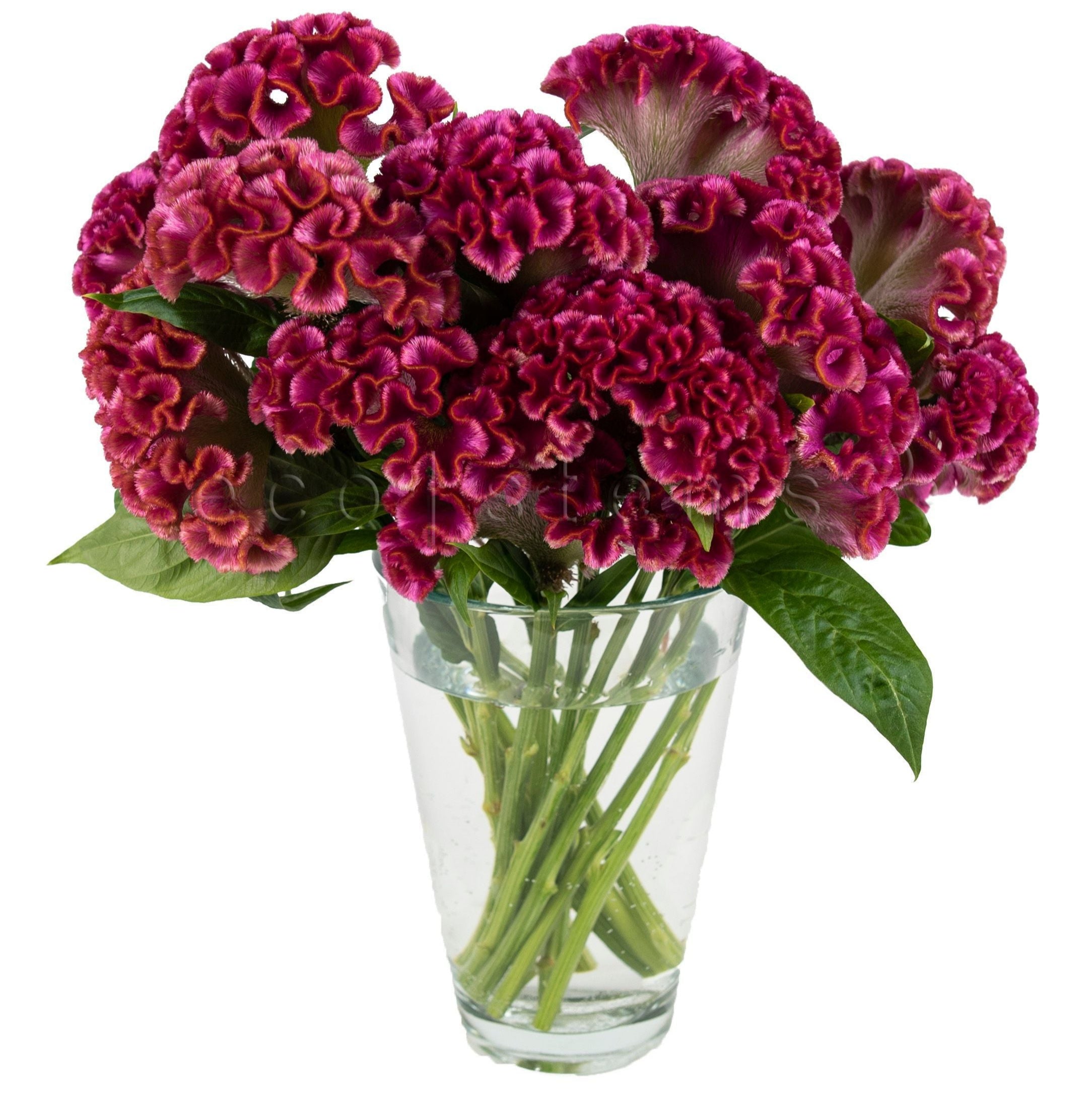 Celosia Fresh Flowers Arrangement Toronto