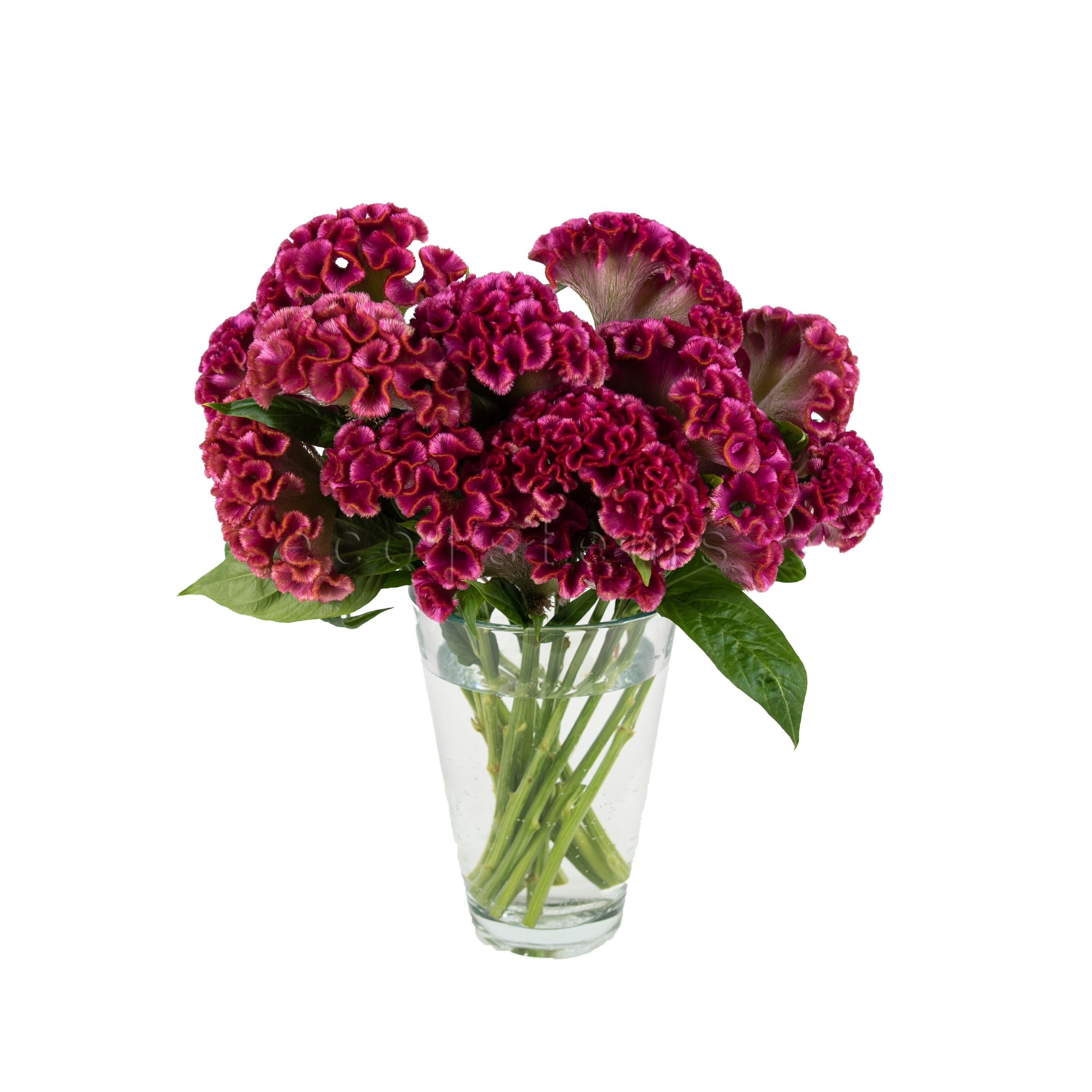 Celosia Fresh Flowers Arrangement Toronto Ontario Delivery